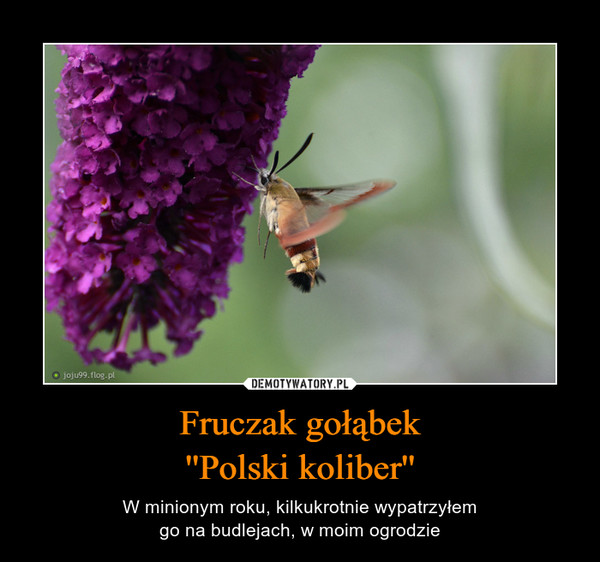 Fruczak gołąbek''Polski koliber'' – W minionym roku, kilkukrotnie wypatrzyłemgo na budlejach, w moim ogrodzie 
