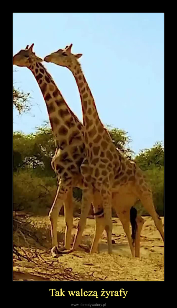 Tak walczą żyrafy –  