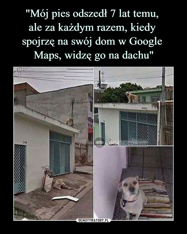"Mój pies odszedł 7 lat temu, 
ale za każdym razem, kiedy 
spojrzę na swój dom w Google 
Maps, widzę go na dachu"