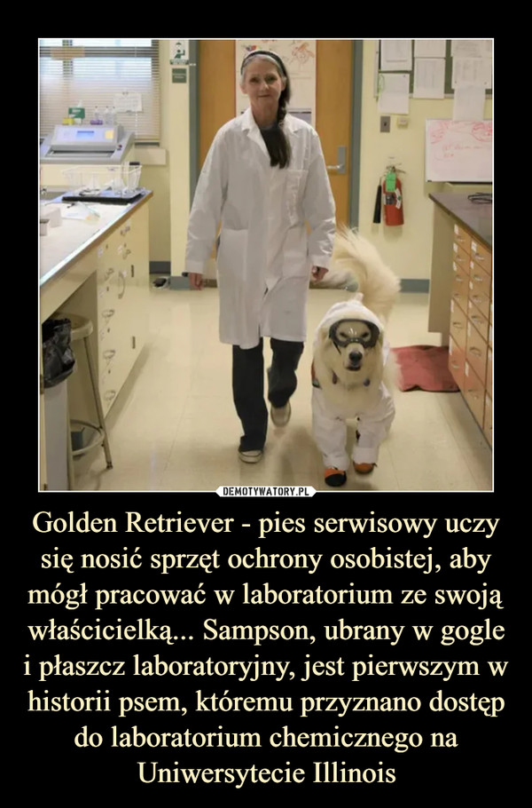 Golden Retriever - pies serwisowy uczy się nosić sprzęt ochrony osobistej, aby mógł pracować w laboratorium ze swoją właścicielką... Sampson, ubrany w gogle i płaszcz laboratoryjny, jest pierwszym w historii psem, któremu przyznano dostęp do laboratorium chemicznego na Uniwersytecie Illinois