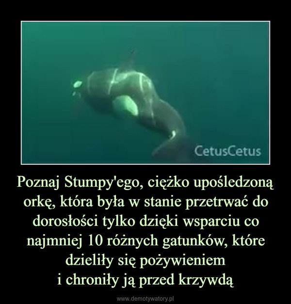 Poznaj Stumpy'ego, ciężko upośledzoną orkę, która była w stanie przetrwać do dorosłości tylko dzięki wsparciu co najmniej 10 różnych gatunków, które dzieliły się pożywieniemi chroniły ją przed krzywdą –  