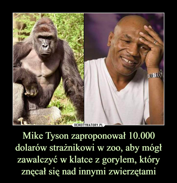 Mike Tyson zaproponował 10.000 dolarów strażnikowi w zoo, aby mógł zawalczyć w klatce z gorylem, który znęcał się nad innymi zwierzętami –  