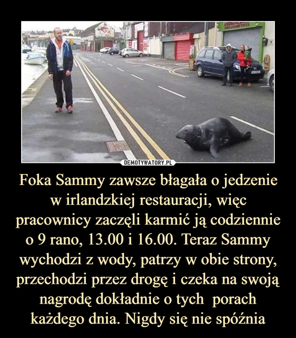 Foka Sammy zawsze błagała o jedzenie w irlandzkiej restauracji, więc pracownicy zaczęli karmić ją codziennie o 9 rano, 13.00 i 16.00. Teraz Sammy wychodzi z wody, patrzy w obie strony, przechodzi przez drogę i czeka na swoją nagrodę dokładnie o tych  porach każdego dnia. Nigdy się nie spóźnia –  