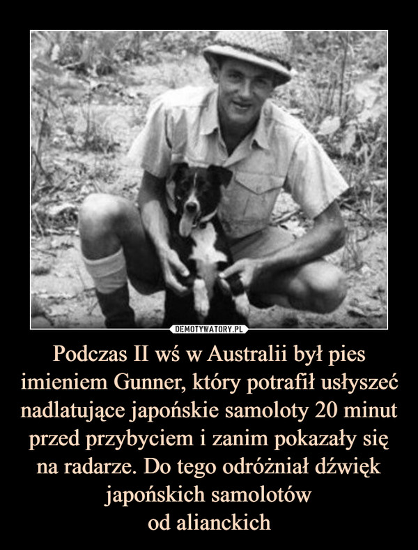 Podczas II wś w Australii był pies imieniem Gunner, który potrafił usłyszeć nadlatujące japońskie samoloty 20 minut przed przybyciem i zanim pokazały się na radarze. Do tego odróżniał dźwięk japońskich samolotówod alianckich –  