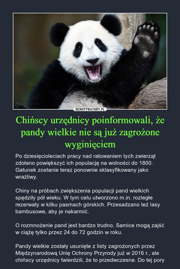 Chińscy urzędnicy poinformowali, że pandy wielkie nie są już zagrożone wyginięciem