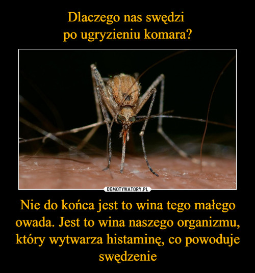 Dlaczego nas swędzi 
po ugryzieniu komara? Nie do końca jest to wina tego małego owada. Jest to wina naszego organizmu, który wytwarza histaminę, co powoduje swędzenie