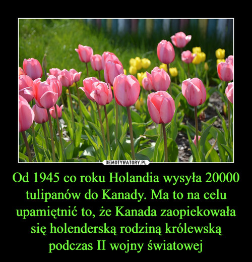 Od 1945 co roku Holandia wysyła 20000 tulipanów do Kanady. Ma to na celu upamiętnić to, że Kanada zaopiekowała się holenderską rodziną królewską podczas II wojny światowej