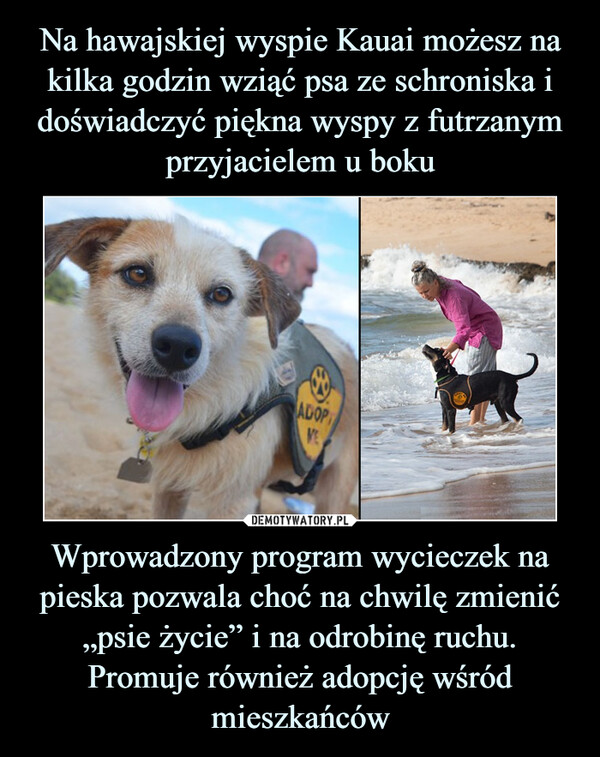 Wprowadzony program wycieczek na pieska pozwala choć na chwilę zmienić „psie życie” i na odrobinę ruchu. Promuje również adopcję wśród mieszkańców –  