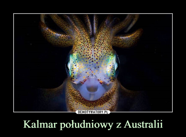 Kalmar południowy z Australii –  