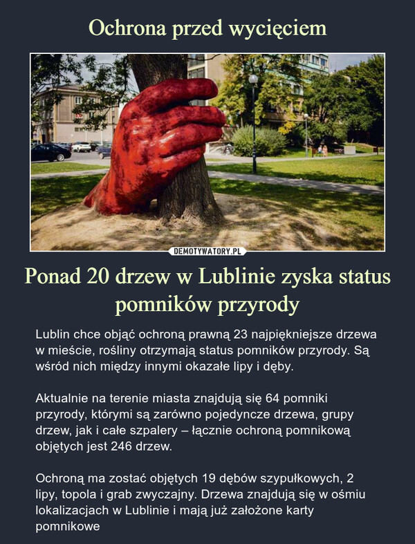 Ponad 20 drzew w Lublinie zyska status pomników przyrody – Lublin chce objąć ochroną prawną 23 najpiękniejsze drzewa w mieście, rośliny otrzymają status pomników przyrody. Są wśród nich między innymi okazałe lipy i dęby.Aktualnie na terenie miasta znajdują się 64 pomniki przyrody, którymi są zarówno pojedyncze drzewa, grupy drzew, jak i całe szpalery – łącznie ochroną pomnikową objętych jest 246 drzew.Ochroną ma zostać objętych 19 dębów szypułkowych, 2 lipy, topola i grab zwyczajny. Drzewa znajdują się w ośmiu lokalizacjach w Lublinie i mają już założone karty pomnikowe 