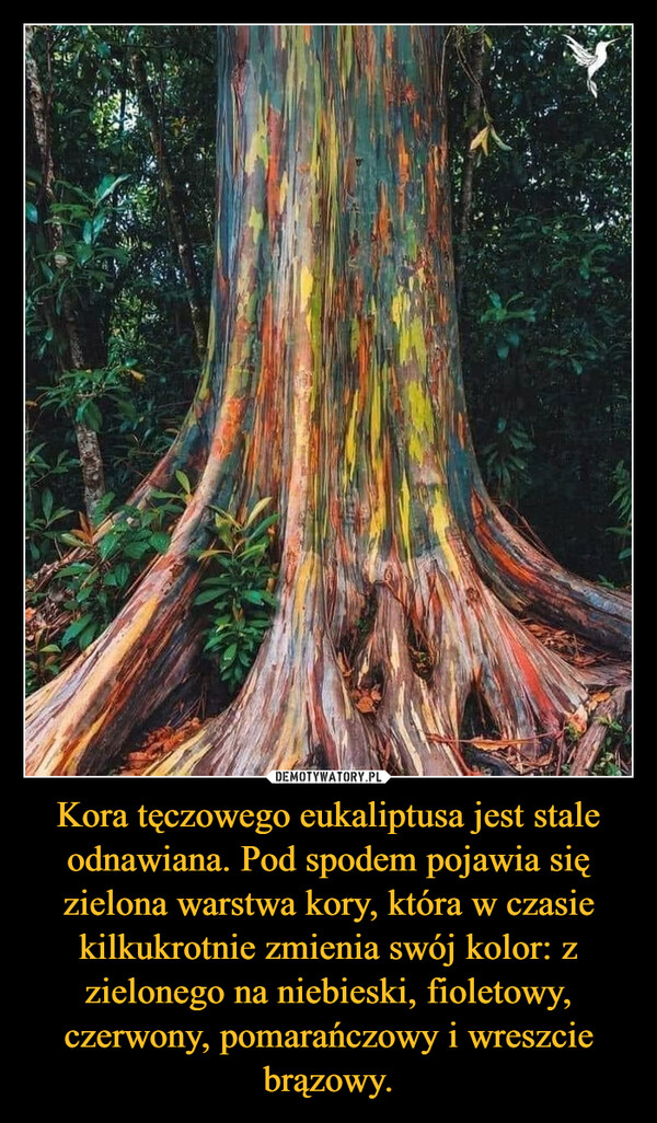 Kora tęczowego eukaliptusa jest stale odnawiana. Pod spodem pojawia się zielona warstwa kory, która w czasie kilkukrotnie zmienia swój kolor: z zielonego na niebieski, fioletowy, czerwony, pomarańczowy i wreszcie brązowy.