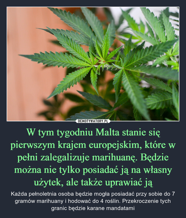 W tym tygodniu Malta stanie się pierwszym krajem europejskim, które w pełni zalegalizuje marihuanę. Będzie można nie tylko posiadać ją na własny użytek, ale także uprawiać ją – Każda pełnoletnia osoba będzie mogła posiadać przy sobie do 7 gramów marihuany i hodować do 4 roślin. Przekroczenie tych granic będzie karane mandatami 