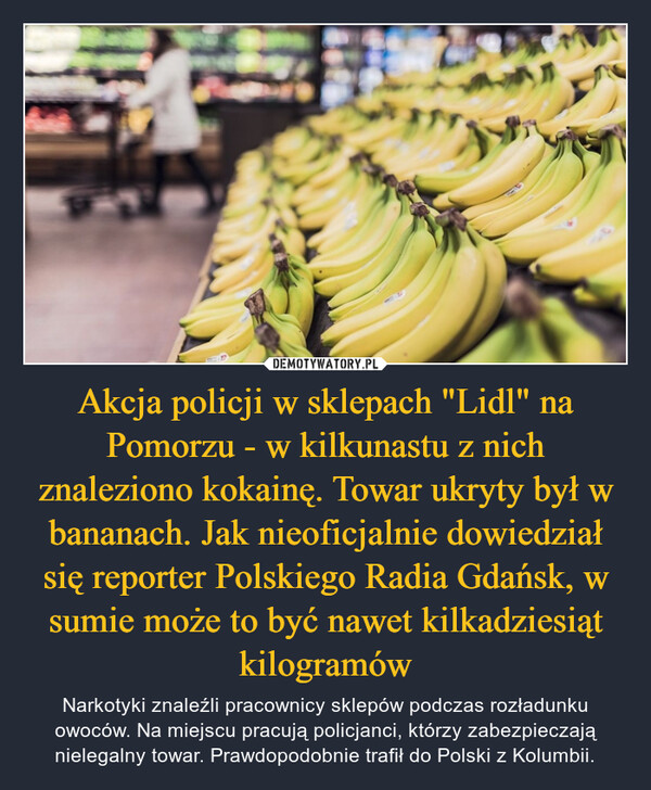 Akcja policji w sklepach "Lidl" na Pomorzu - w kilkunastu z nich znaleziono kokainę. Towar ukryty był w bananach. Jak nieoficjalnie dowiedział się reporter Polskiego Radia Gdańsk, w sumie może to być nawet kilkadziesiąt kilogramów – Narkotyki znaleźli pracownicy sklepów podczas rozładunku owoców. Na miejscu pracują policjanci, którzy zabezpieczają nielegalny towar. Prawdopodobnie trafił do Polski z Kolumbii. 