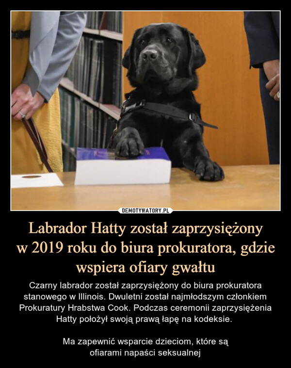 Labrador Hatty został zaprzysiężony
w 2019 roku do biura prokuratora, gdzie wspiera ofiary gwałtu