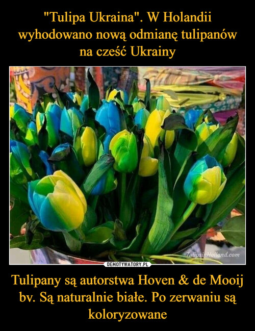 "Tulipa Ukraina". W Holandii wyhodowano nową odmianę tulipanów na cześć Ukrainy Tulipany są autorstwa Hoven & de Mooij bv. Są naturalnie białe. Po zerwaniu są koloryzowane