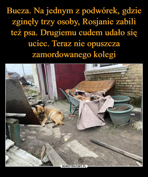 Bucza. Na jednym z podwórek, gdzie zginęły trzy osoby, Rosjanie zabili też psa. Drugiemu cudem udało się uciec. Teraz nie opuszcza zamordowanego kolegi