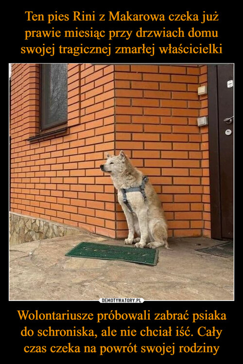 Ten pies Rini z Makarowa czeka już prawie miesiąc przy drzwiach domu swojej tragicznej zmarłej właścicielki Wolontariusze próbowali zabrać psiaka do schroniska, ale nie chciał iść. Cały czas czeka na powrót swojej rodziny