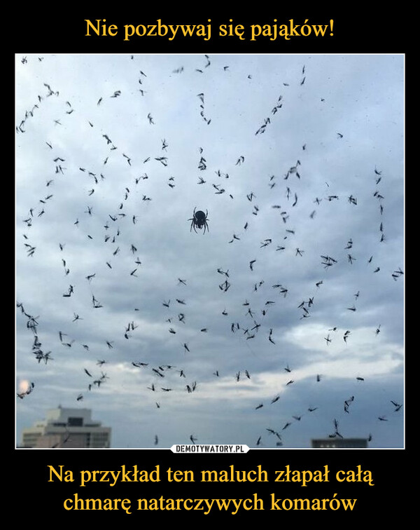 Nie pozbywaj się pająków! Na przykład ten maluch złapał całą
chmarę natarczywych komarów