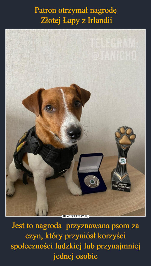 Patron otrzymał nagrodę
 Złotej Łapy z Irlandii Jest to nagroda  przyznawana psom za czyn, który przyniósł korzyści społeczności ludzkiej lub przynajmniej jednej osobie
