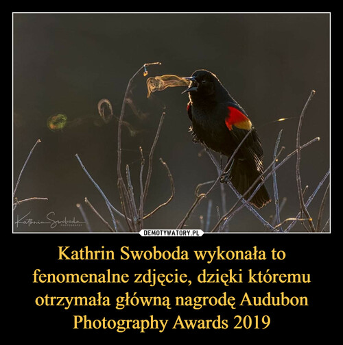 Kathrin Swoboda wykonała to fenomenalne zdjęcie, dzięki któremu otrzymała główną nagrodę Audubon Photography Awards 2019