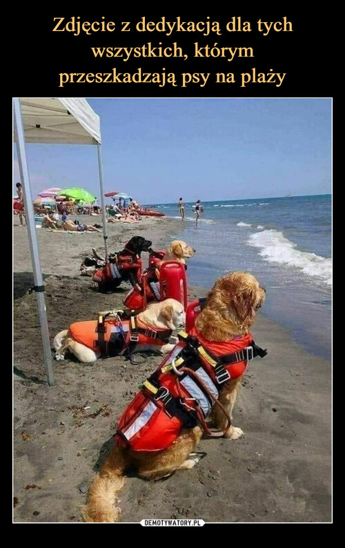 Zdjęcie z dedykacją dla tych
wszystkich, którym
przeszkadzają psy na plaży
