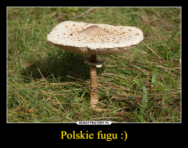 Polskie fugu :)