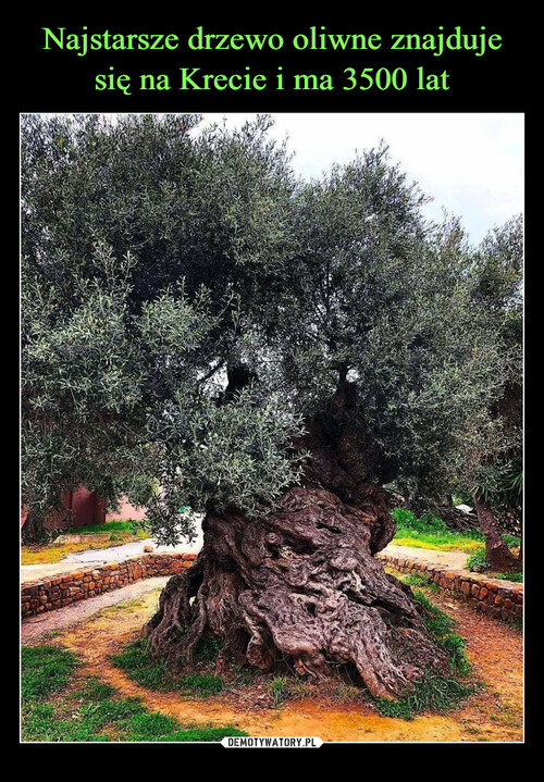 Najstarsze drzewo oliwne znajduje się na Krecie i ma 3500 lat