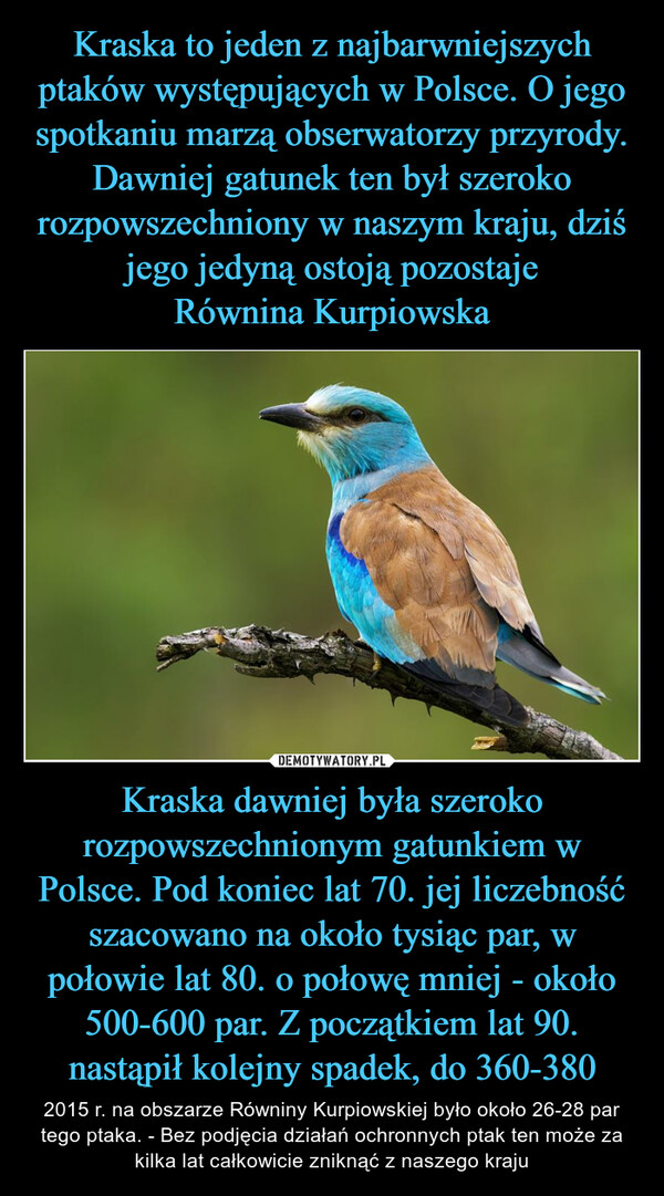 Kraska to jeden z najbarwniejszych ptaków występujących w Polsce. O jego spotkaniu marzą obserwatorzy przyrody. Dawniej gatunek ten był szeroko rozpowszechniony w naszym kraju, dziś jego jedyną ostoją pozostaje
Równina Kurpiowska Kraska dawniej była szeroko rozpowszechnionym gatunkiem w Polsce. Pod koniec lat 70. jej liczebność szacowano na około tysiąc par, w połowie lat 80. o połowę mniej - około 500-600 par. Z początkiem lat 90. nastąpił kolejny spadek, do 360-380