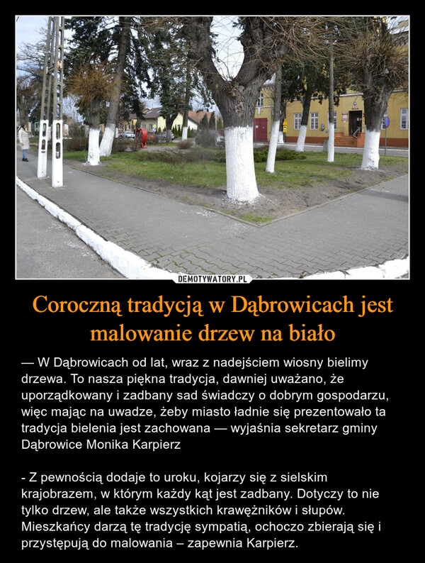 Coroczną tradycją w Dąbrowicach jest malowanie drzew na biało
