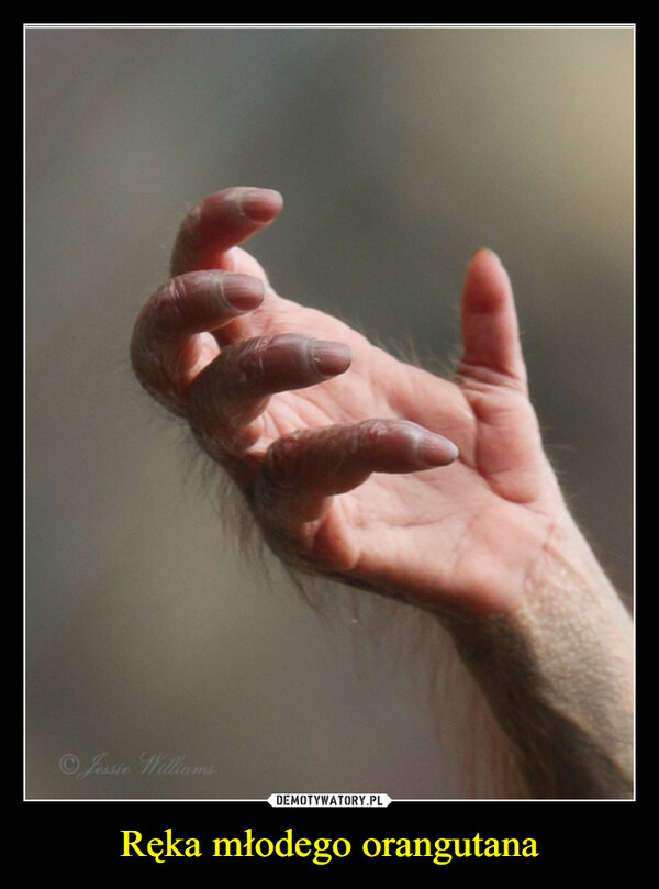 Ręka młodego orangutana –  Jessie Williams