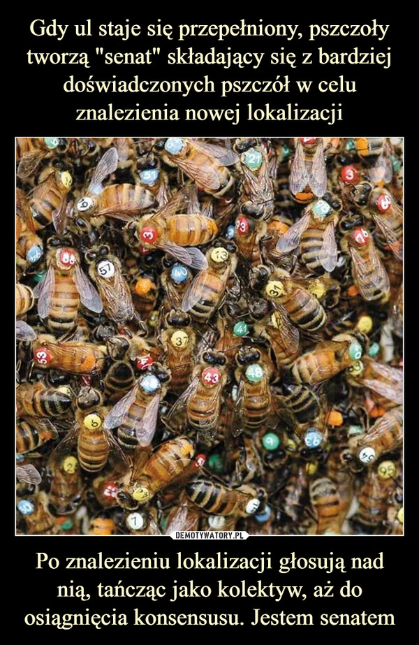 Gdy ul staje się przepełniony, pszczoły tworzą "senat" składający się z bardziej doświadczonych pszczół w celu znalezienia nowej lokalizacji Po znalezieniu lokalizacji głosują nad nią, tańcząc jako kolektyw, aż do osiągnięcia konsensusu. Jestem senatem