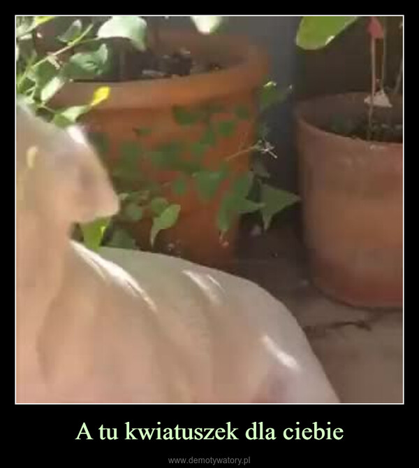 A tu kwiatuszek dla ciebie –  -01