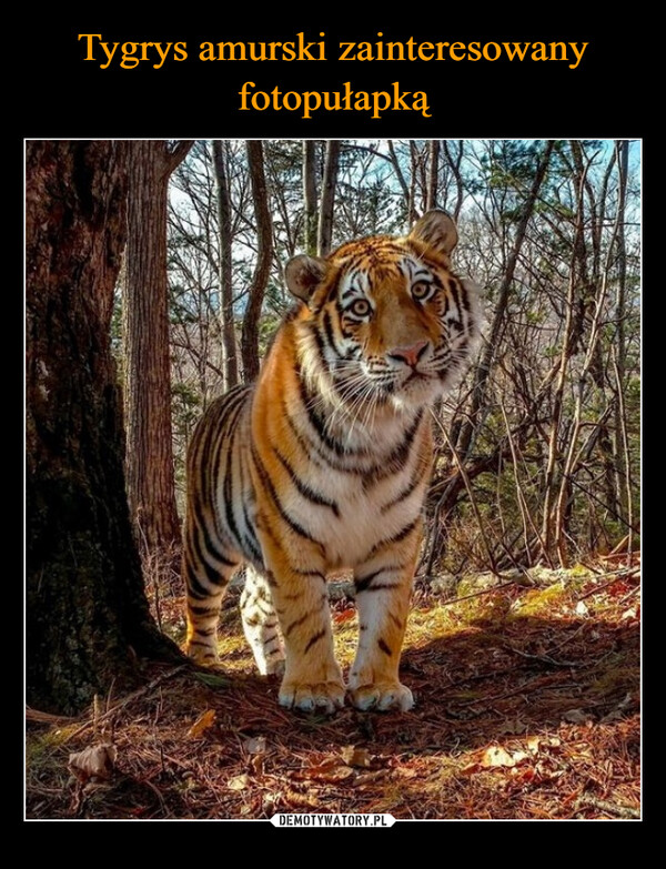 Tygrys amurski zainteresowany fotopułapką