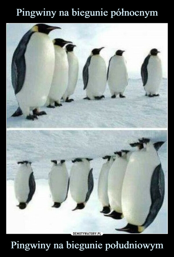 Pingwiny na biegunie południowym –  