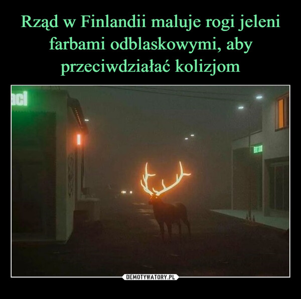 Rząd w Finlandii maluje rogi jeleni farbami odblaskowymi, aby przeciwdziałać kolizjom