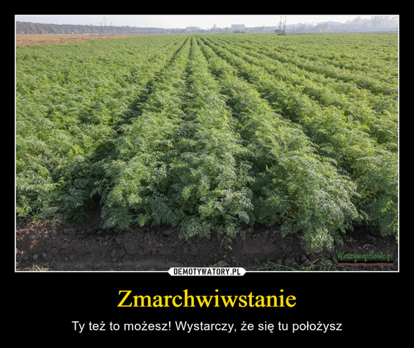 Zmarchwiwstanie – Ty też to możesz! Wystarczy, że się tu położysz Warzywapolowe.pl
