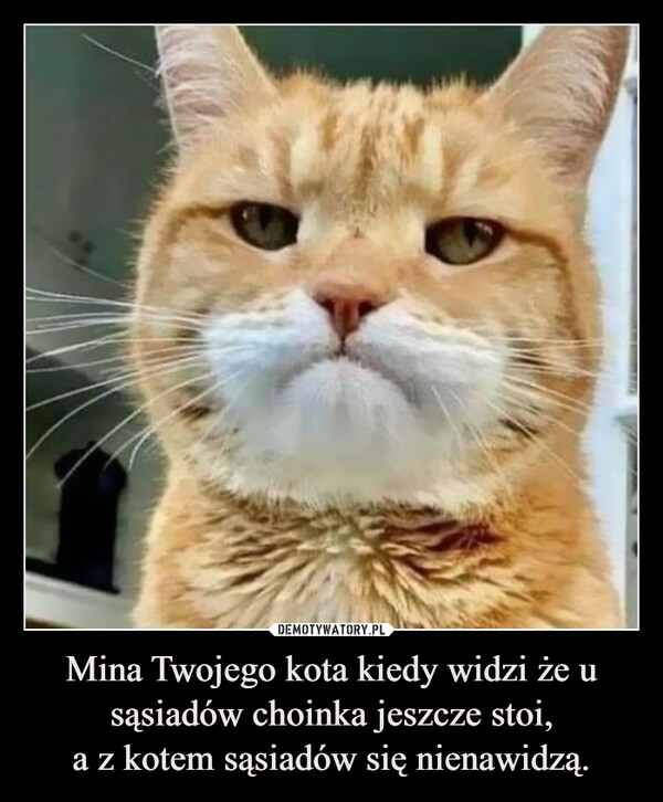 Mina Twojego kota kiedy widzi że u sąsiadów choinka jeszcze stoi,a z kotem sąsiadów się nienawidzą. –  