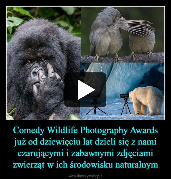 Comedy Wildlife Photography Awards już od dziewięciu lat dzieli się z nami czarującymi i zabawnymi zdjęciami zwierząt w ich środowisku naturalnym –  