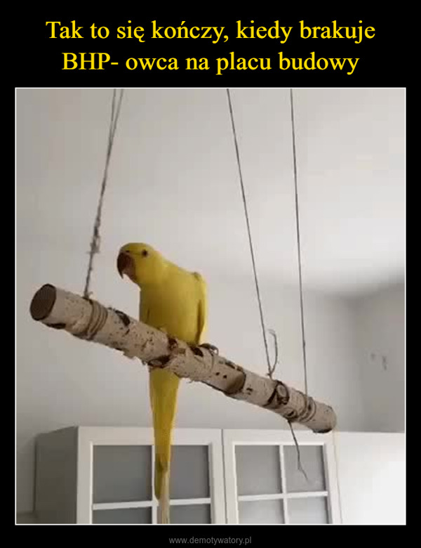  –  parrot