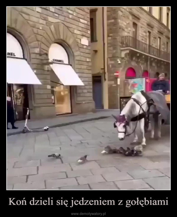 Koń dzieli się jedzeniem z gołębiami –  MELCHAKEL