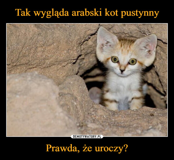 Tak wygląda arabski kot pustynny Prawda, że uroczy?