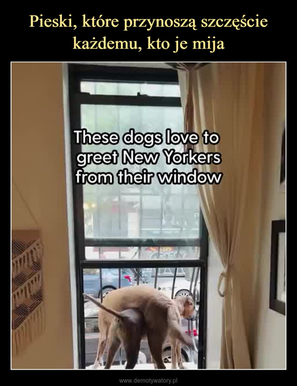  –  These dogs love togreet New Yorkersfrom their window