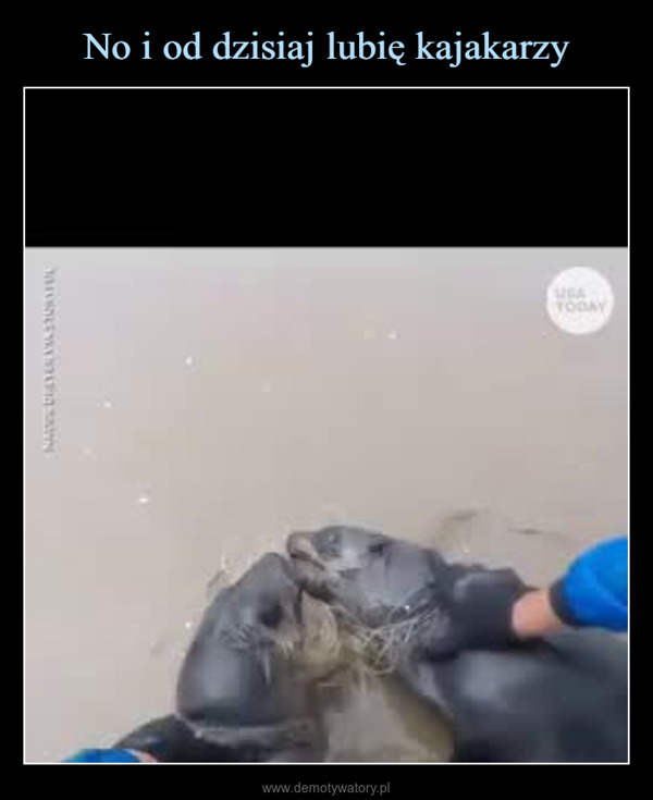  –  Kayakers spottedthese Cape fur seal pupstangled in fishing lineUSATODAYstoryful.